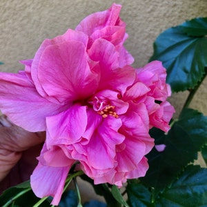 Pink Hibiscus Plant, Easy To Grow OUR GUARANTEE