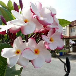 Rooted Plumeria Plant, Fragrant Flower Cutting, Ready to Plant, Fast Growing Frangipani, Hawaiian Exotic Garden