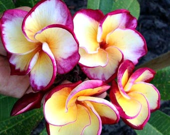 プルメリア Kapalua Super Rare Kapalua Plumeria (ROOTED) Collector's Item - Etsy