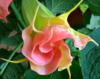 Brugmansia Angel Trumpet Plant | Fragrant Night Blooming Tropical Flower