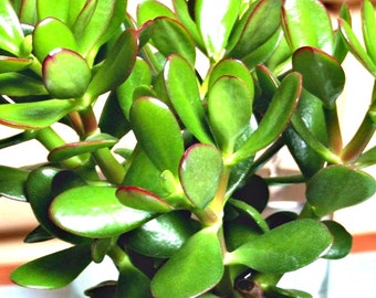 Jade Plant Or Fresh Cutting, Easy To Grow Plant, OUR GUARANTEE