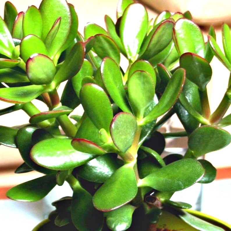 Jade Plant Succulent Crassula Ovata Plant Or Cutting Indoor Etsy - image 0 plant