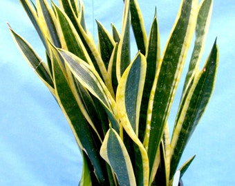 Snake Mother-In-Law's Tongue Plant, Sansevieria Houseplant, Succulent Gardening Snake Plant, A Perfect Housewarming Gift