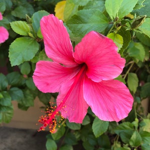 Hibiscus Plant Single Red Flowers Easy To Grow OUR GUARANTEE image 1