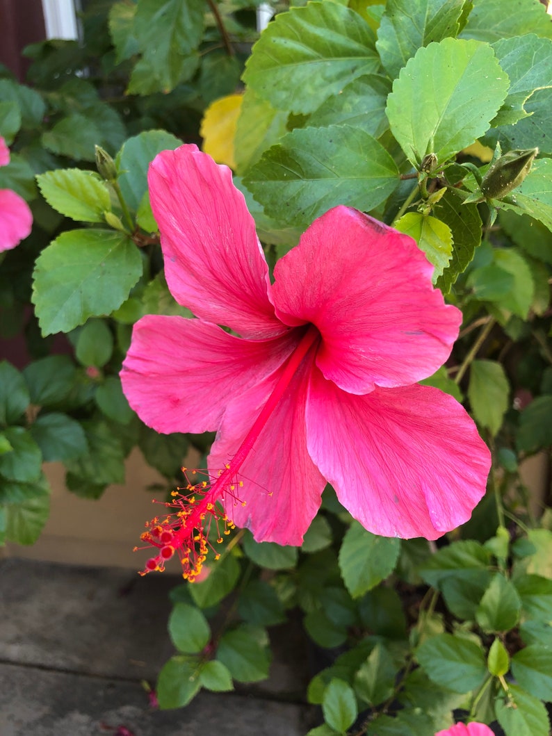 Hibiscus Plant Single Red Flowers Easy To Grow OUR GUARANTEE image 1