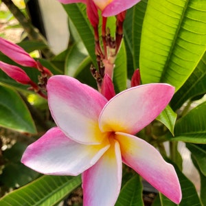 Belles fleurs de plumeria rose Un cadeau parfait NOTRE GARANTIE image 3