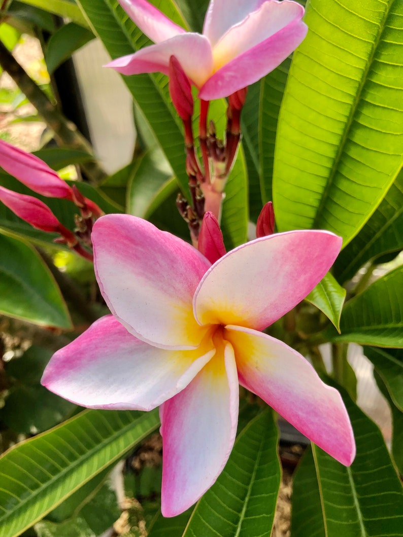 Belles fleurs de plumeria rose Un cadeau parfait NOTRE GARANTIE image 3