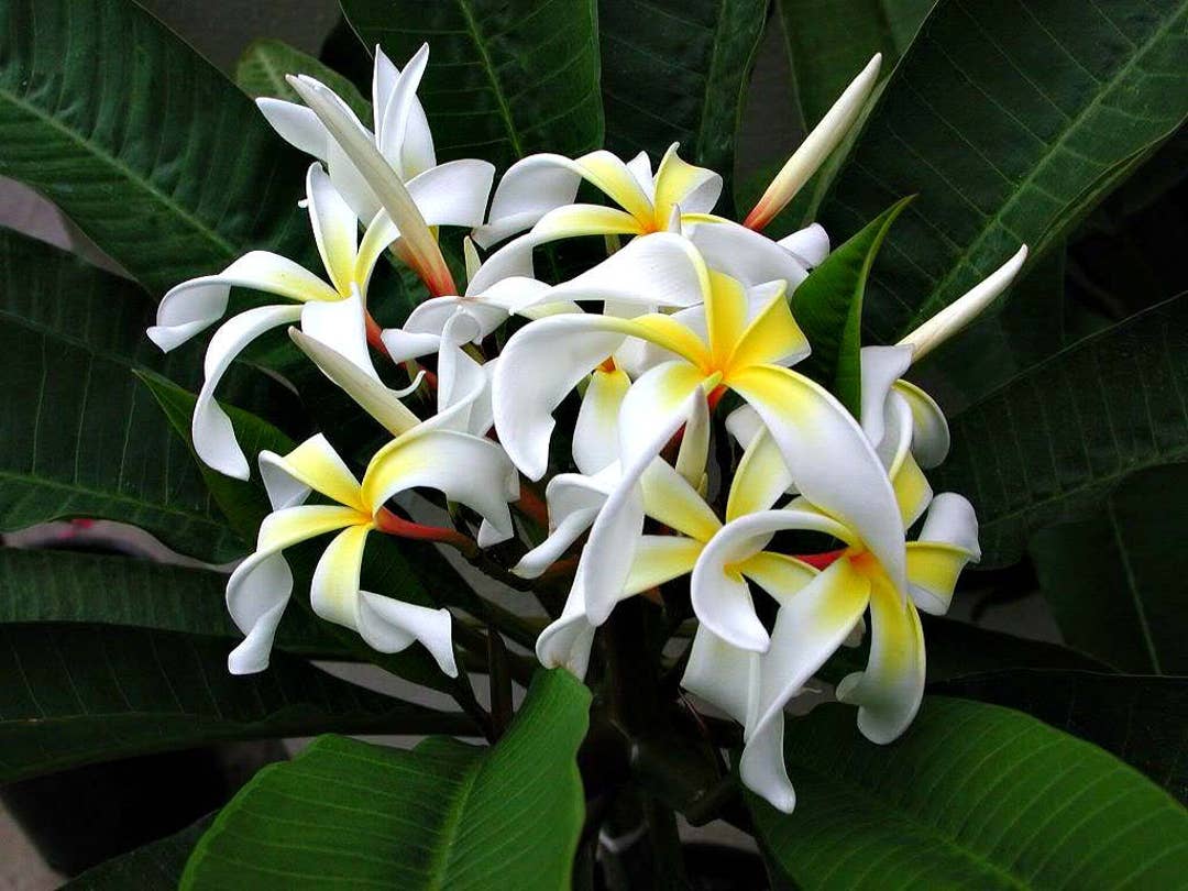 Plumeria Stenopetala A Perfect Gift OUR GUARANTEE - Etsy