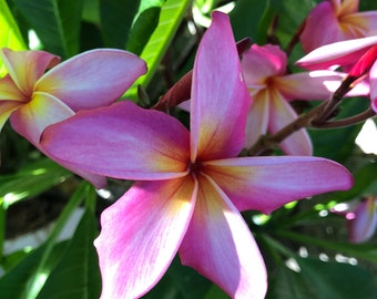 Plumeria, A Perfect Birthday Gift OUR GUARANTEE