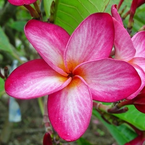 Tropical Pink Flowers A Perfect Gift, OUR GUARANTEE - Etsy