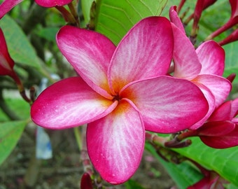 May include: Close-up of a vibrant pink plumeria flower with white and yellow accents. The petals are arranged in a star-like pattern, with green leaves in the background. The flower is in full bloom, showcasing its intricate details.