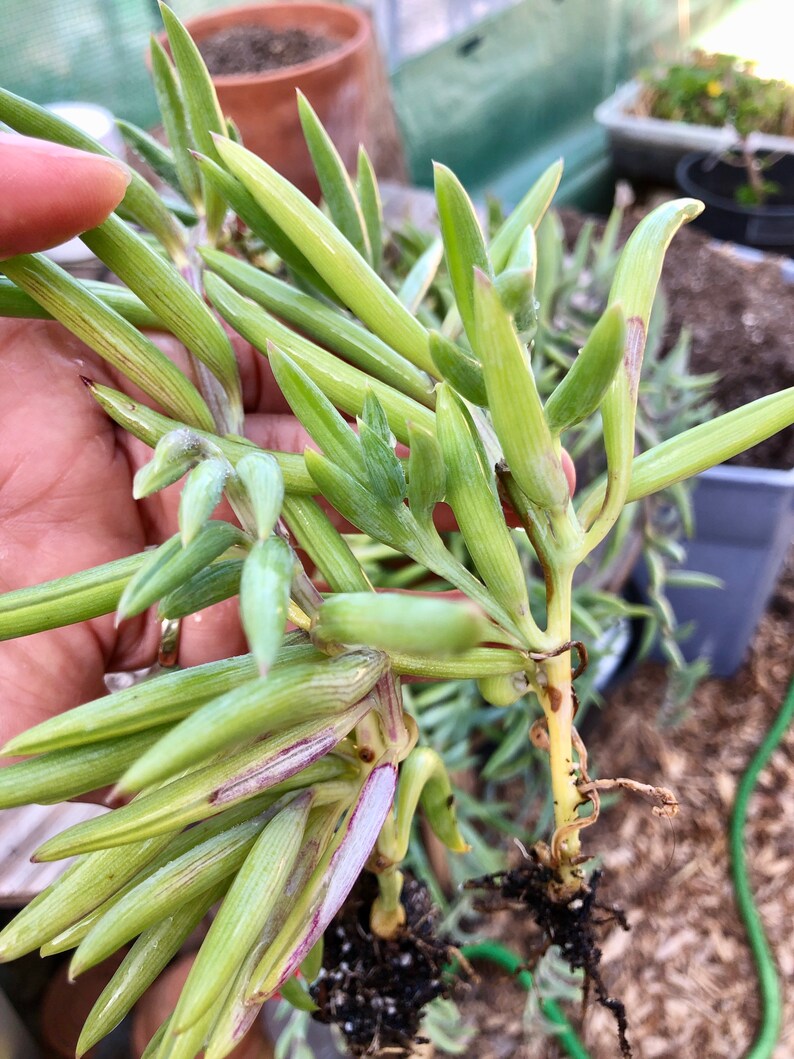 Succulent Plant String of Bananas A Very Easy Plant To