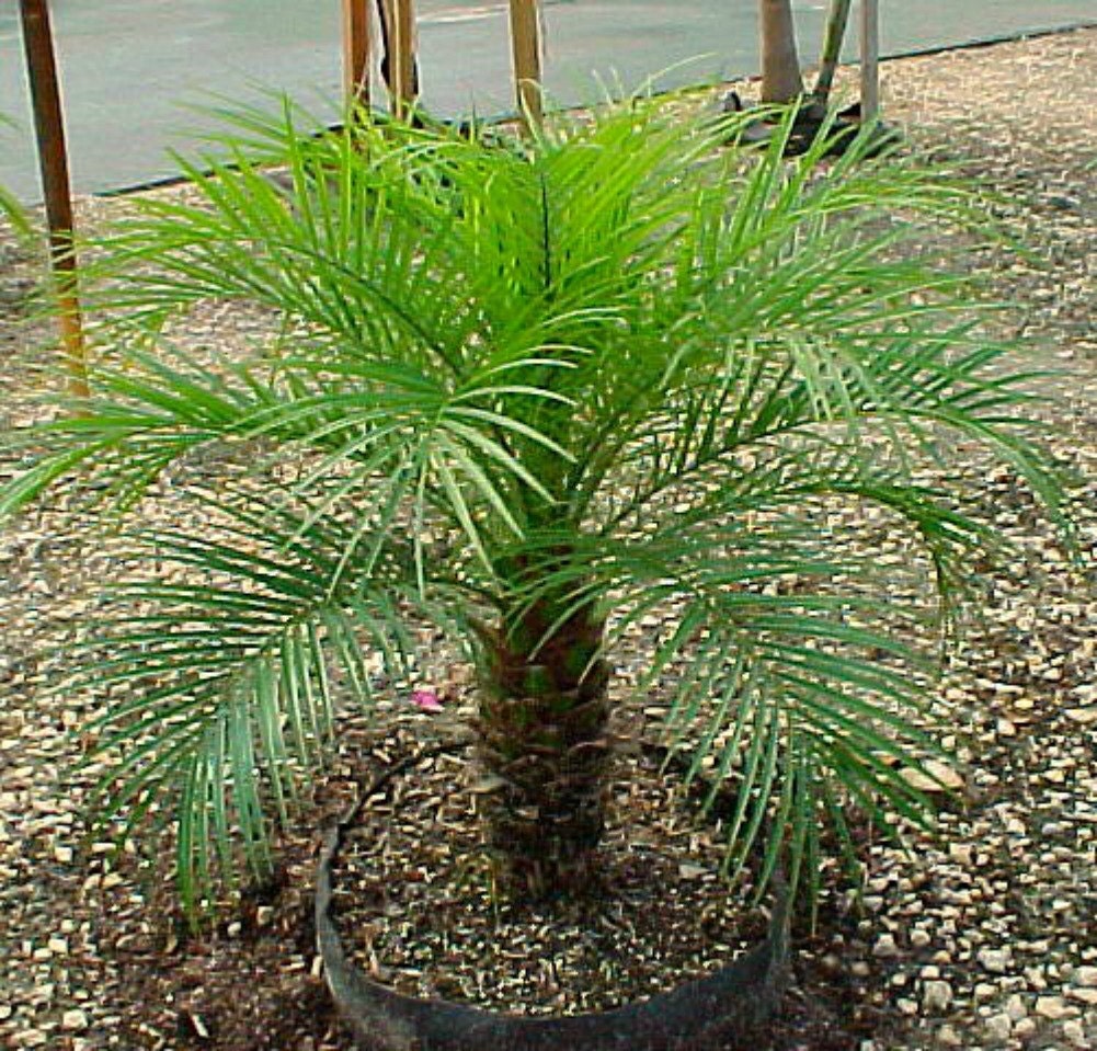 Tropical Pygmy Palms Rare Dwarf Palm Tree A Perfect Etsy