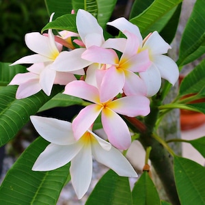 Starter Plumeria Plant Slaughter A Perfect Gift OUR GUARANTEE