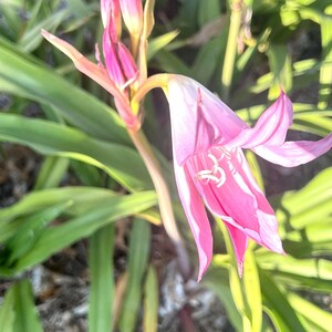Naked Lady Lily Bulb – Amaryllis belladonna – Pink Flower Bulb – Fall Blooming Perennial – Live Bulb 画像 5