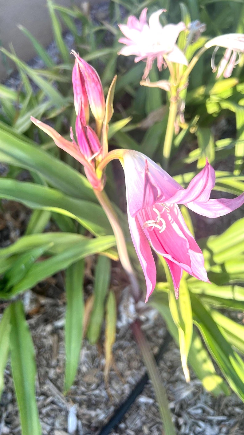 Naked Lady Lily Bulb – Amaryllis belladonna – Pink Flower Bulb – Fall Blooming Perennial – Live Bulb 画像 5