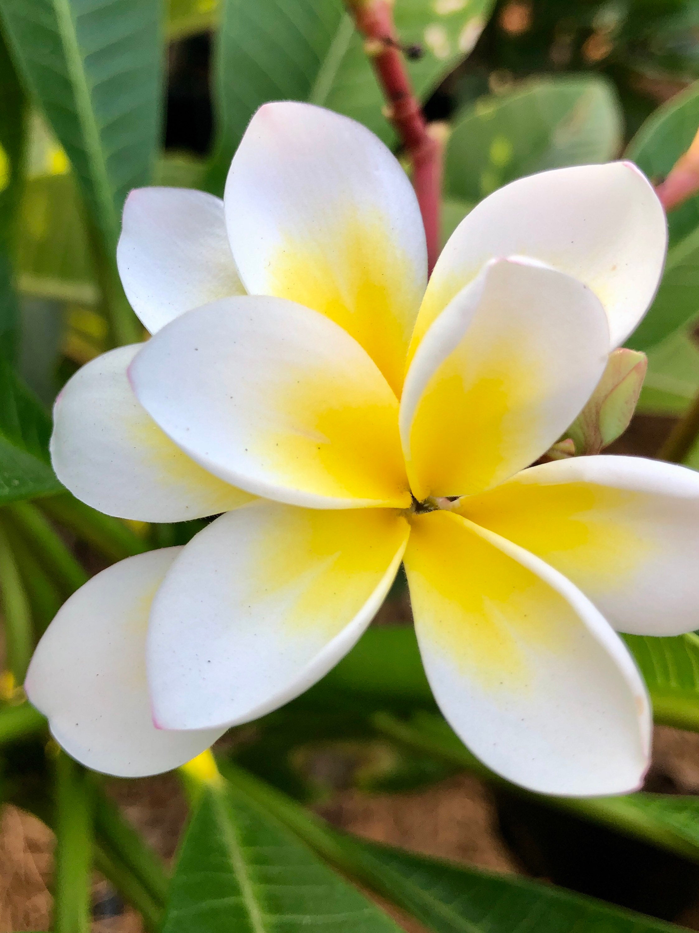 Plumeria Cutting Double Bali Whirl Flowers Easy to Grow OUR Etsy