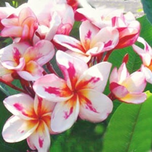 Hawaiian Plumeria Rooted Cutting – Fragrant Tropical Flower Plant – Live Frangipani for Garden or Pot – Exotic Island Bloom