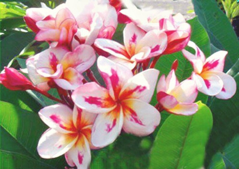 Live Plant Plumeria Seedling Madame Poni OUR GUARANTEE Etsy