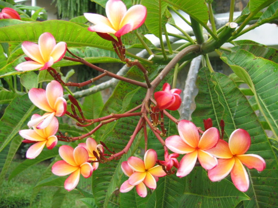 Hawaiian Flowers Plumeria A Perfect Gift OUR GUARANTEE Etsy