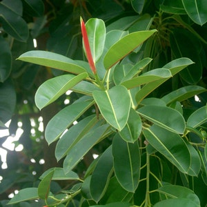 Rubber Plant A Great Indoor Houseplant OUR GUARANTEE