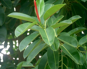 Ficus Elastica Rubber Plant – Easy Care Live Houseplant, Glossy Green Leaves