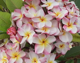 White Blooms Plumeria Plant – Fragrant Frangipani Tropical Flower – Live Rooted Cutting