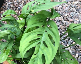 Philodendron Monstera Esqueleto With Climbing Pole, A Perfect Gift For Any Occasions