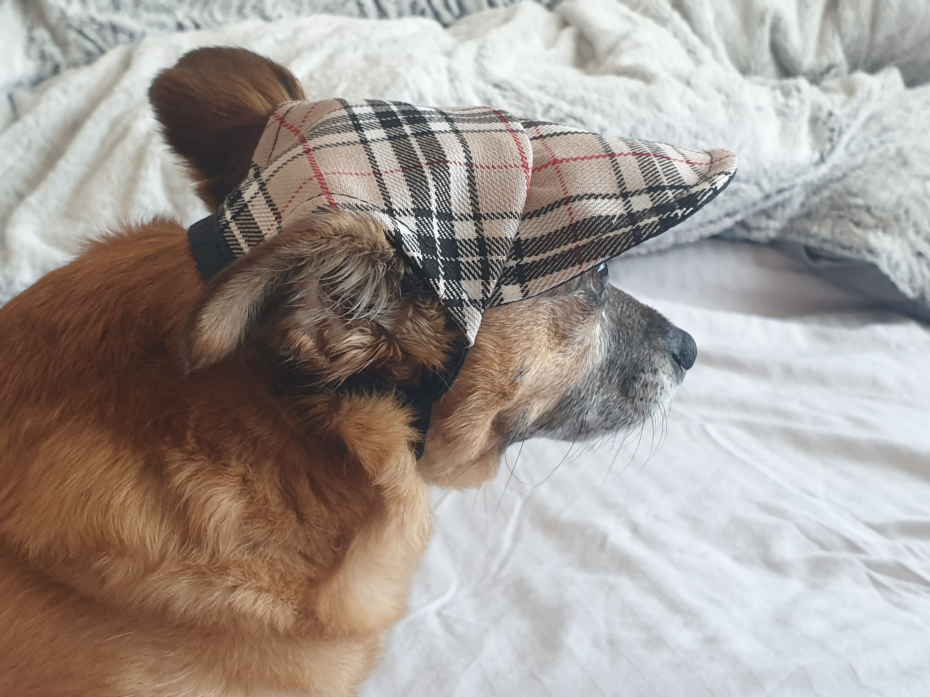 Tartan Cap Hat. for Dogs. Etsy UK