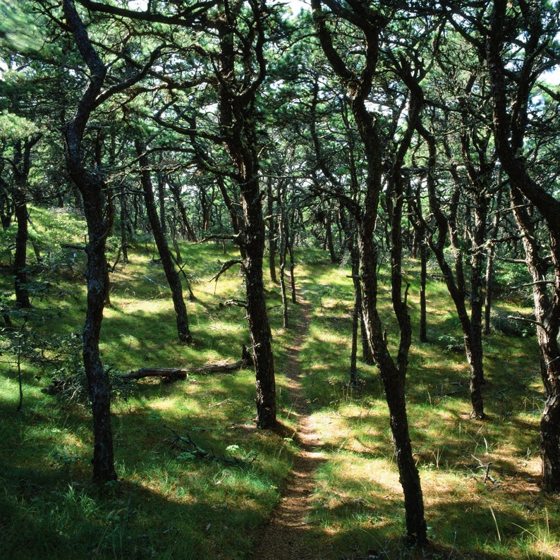 Path in the Woods, Pine Trees, Cape Cod Photography, Nature Photography