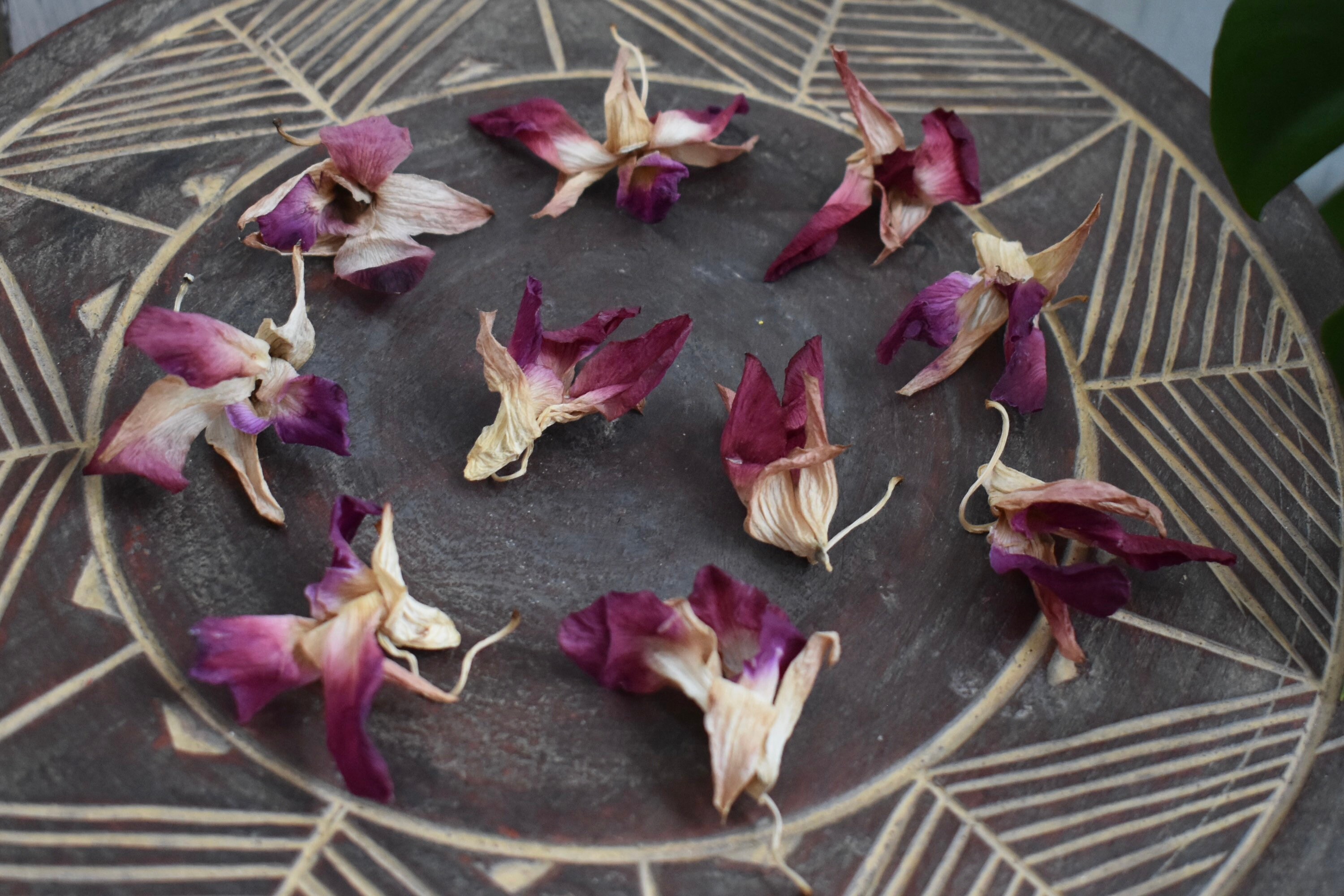 Dried Orchid Flowers Genuine Flowers for Crafts Resin DIY Etsy