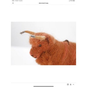 Highland Cattle