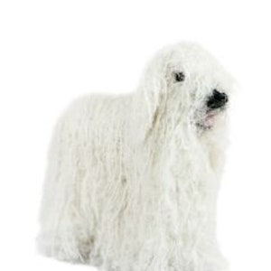 May include: A white Komondor dog with long, corded fur. The dog is standing on a white background and looking to the right.
