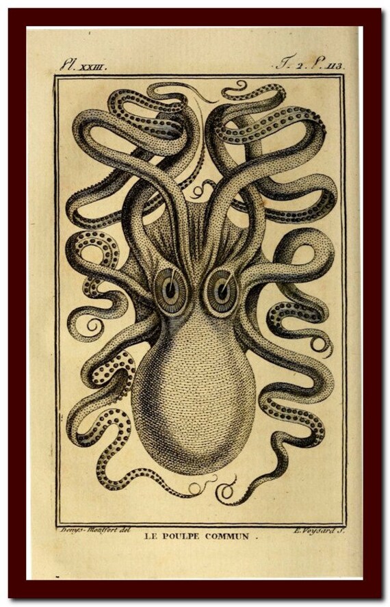 Kraken Paypal Kraken Paypal