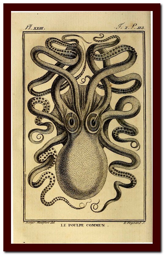 Kraken Paypal Kraken Paypal