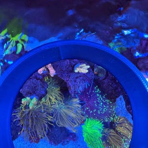 4" Coral Viewer