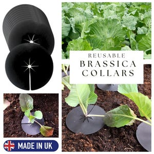 Linic Products UK Made Reusable Cabbage Brassica Plant Protector Barrier Guard Collar, Deters Root Flies (X8140). Free UK Postage