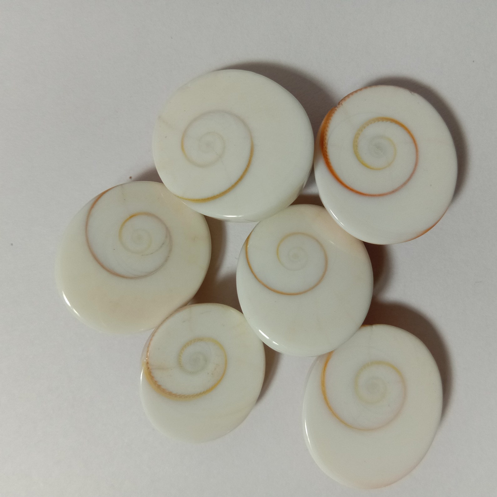 Spiral shell cabochons 122 carats Etsy