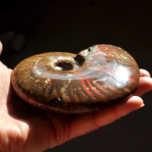May include: A polished ammonite fossil, displaying a spiral pattern with brown, red, and tan colours. The fossil is held in a hand, revealing its size and texture. The natural stone has a glossy finish, highlighting the intricate details of the ancient marine creature.
