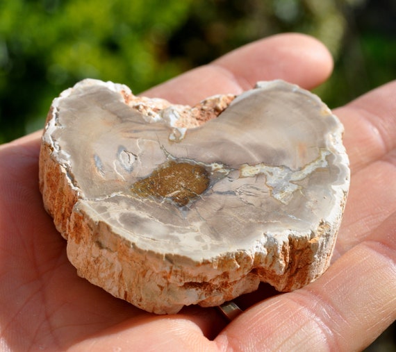 Petrified Wood Slice from Madagascar, Polished Fossilized Wood -  60 grams -FREE Delivery
