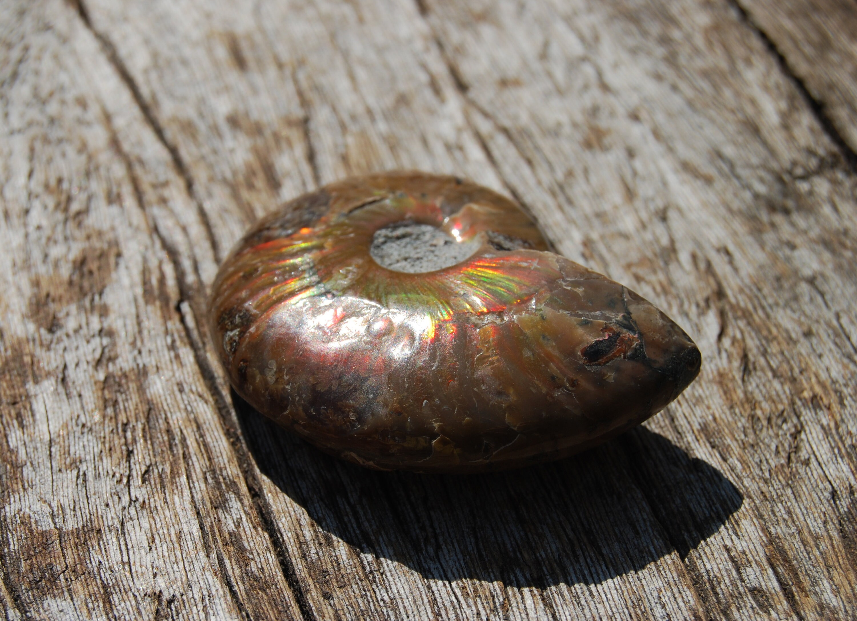 opalized ammonite opalized ammonite
