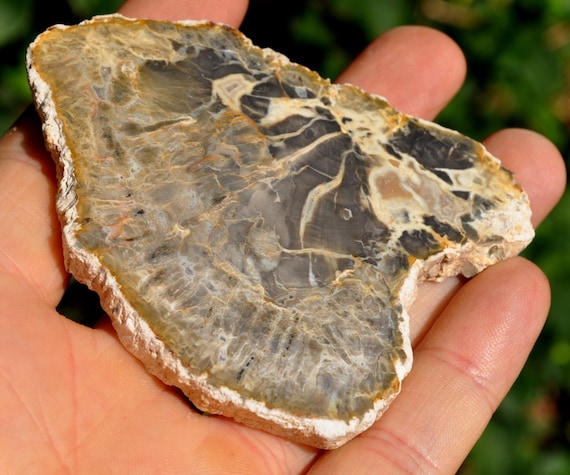 Crystallized Wood Slice from Madagascar, Fossilized Wood -  65 grams - Polished on one side