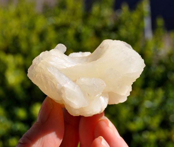 STILLBITE Bow Tie Cluster - 79g