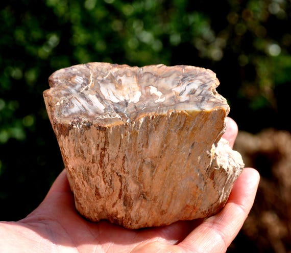 PETRIFIED WOOD Trunk Stump - Polished on both Sides - 291g  Freestanding Crystallized Wood