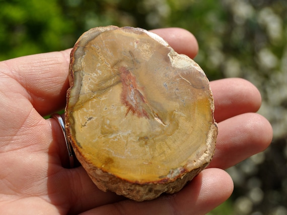 Fossilized Wood Slice from Madagascar, Polished Petrified Wood -  76 grams - FREE Shipping !