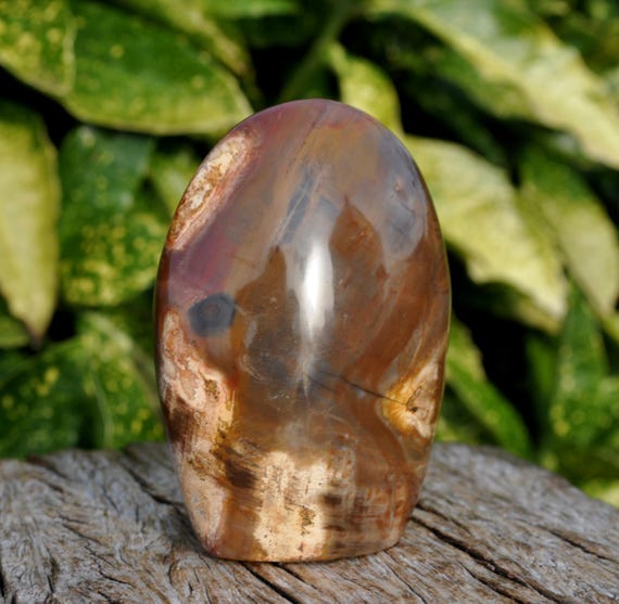 PETRIFIED WOOD Freeform Sculpture Freestanding Polished Crystallized Wood 368g -  12.98Oz