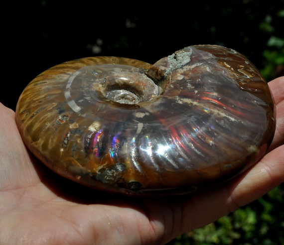 XL Purple Opalized Ammonite Fossil, Nautilus Shell, Craspedodiscus Discofalcatus 399g - 14.07Oz