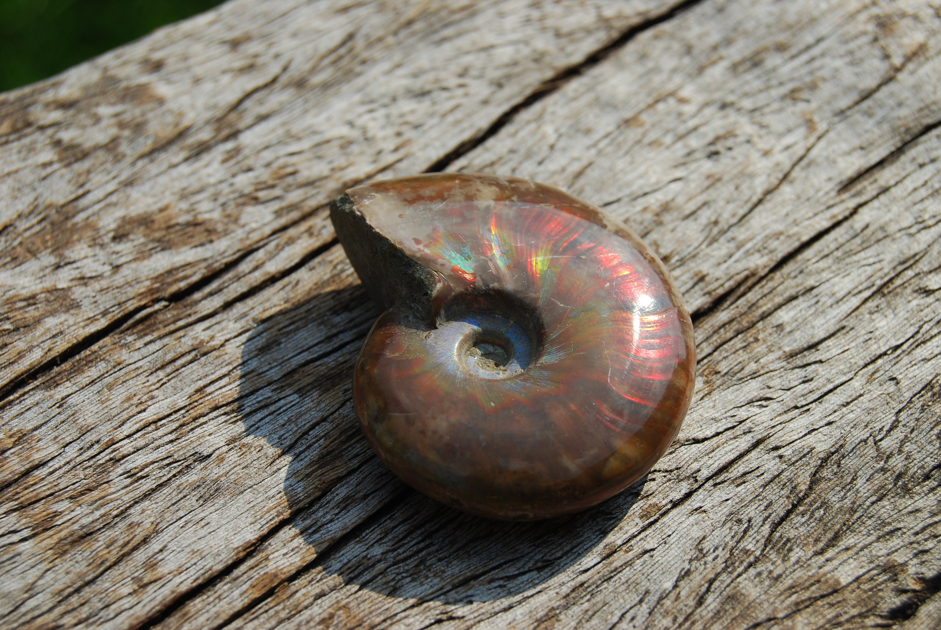 opalized ammonite fossil opalized ammonite fossil