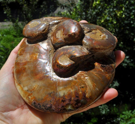RARE XL Opalized Ammonite Fossil Multiple Ammonites, 31.11 Oz - 882g Nautilus Shell, Craspedodiscus Discofalcatus - Collectors Item Specimen