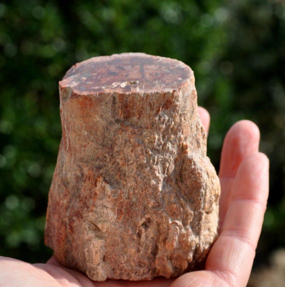 PETRIFIED WOOD Trunk Stump - 306g Polished on both Sides - Freestanding Crystallized Wood